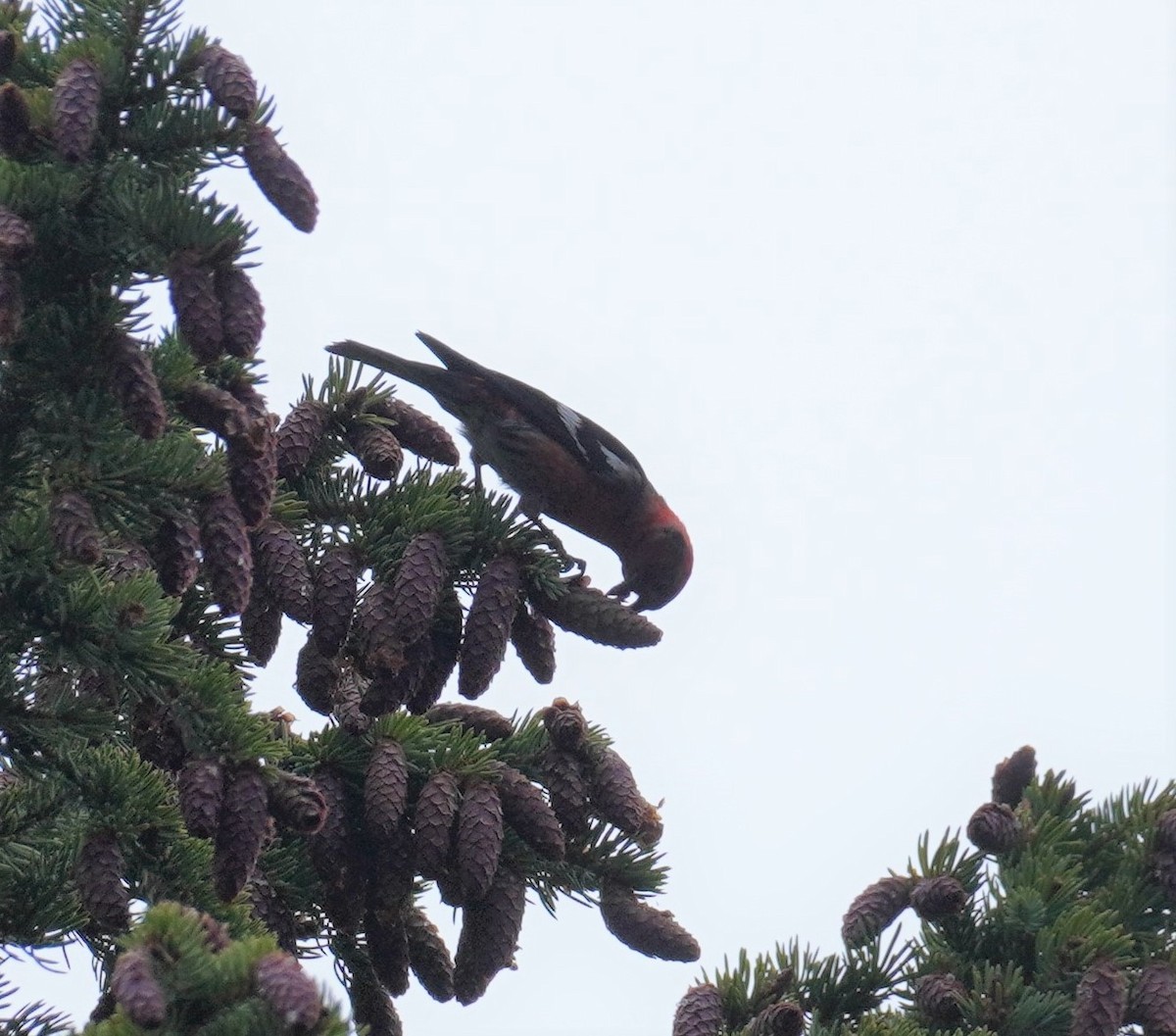 White-winged Crossbill - ML523797221