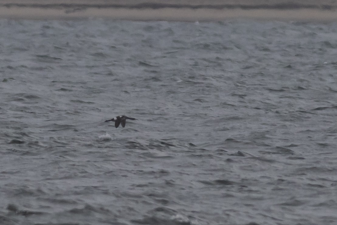 Red-necked Grebe - ML523797261