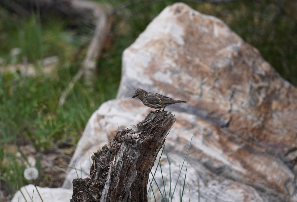 Pine Siskin - ML523797341