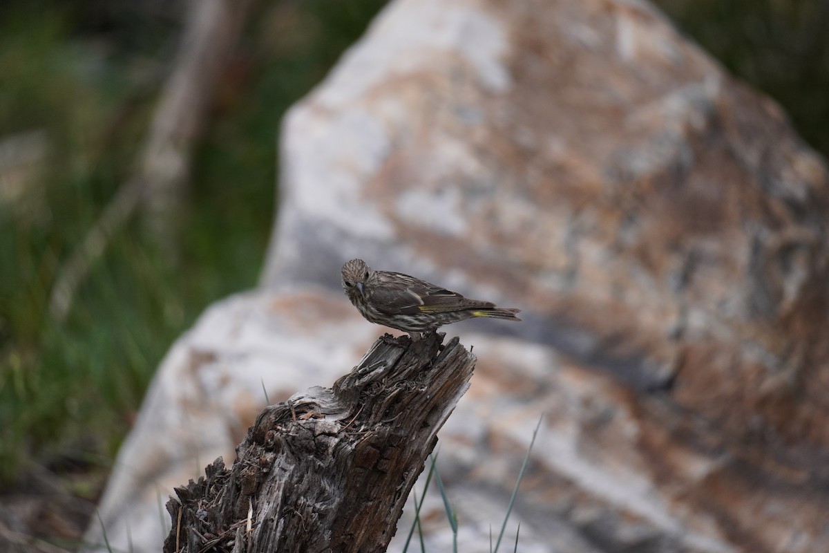 Pine Siskin - ML523797351