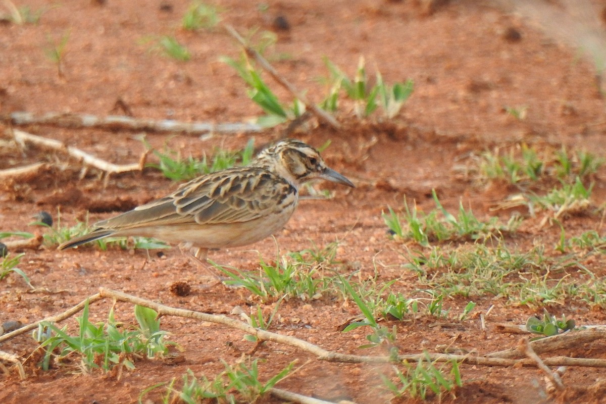 Short-tailed Lark - Joshua Smolders