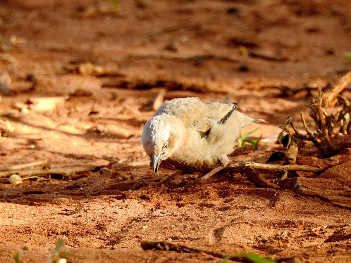 Gray-headed Social-Weaver - Joshua Smolders