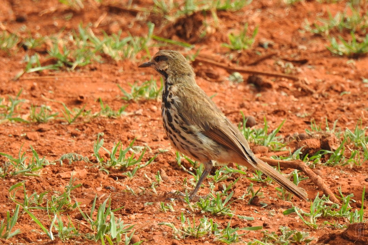 Spotted Morning-Thrush - Joshua Smolders