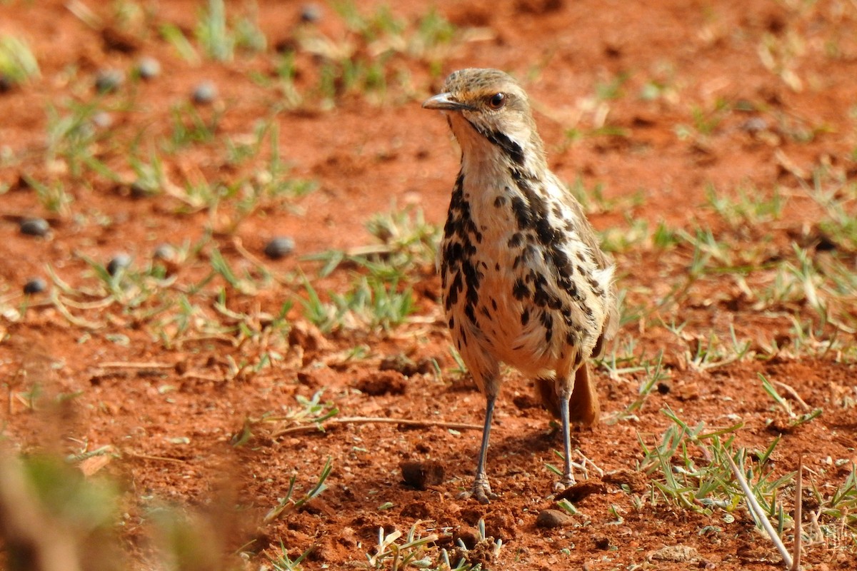 Spotted Morning-Thrush - ML523797641