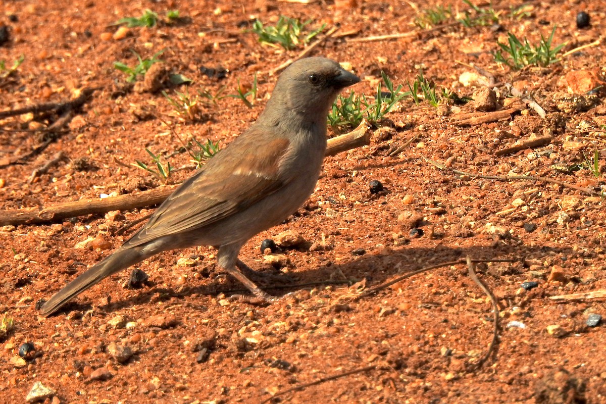 Moineau perroquet - ML523797801