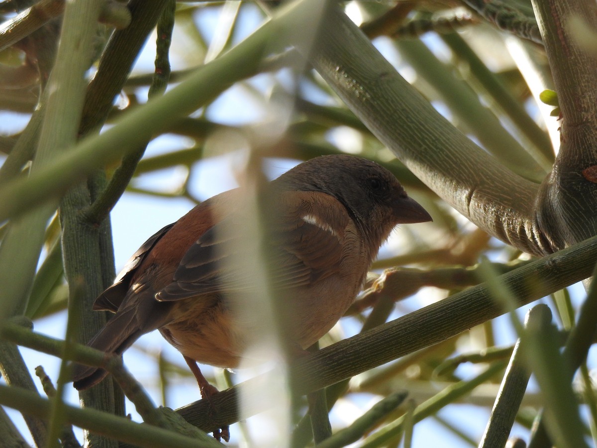 Parrot-billed Sparrow - ML523797811