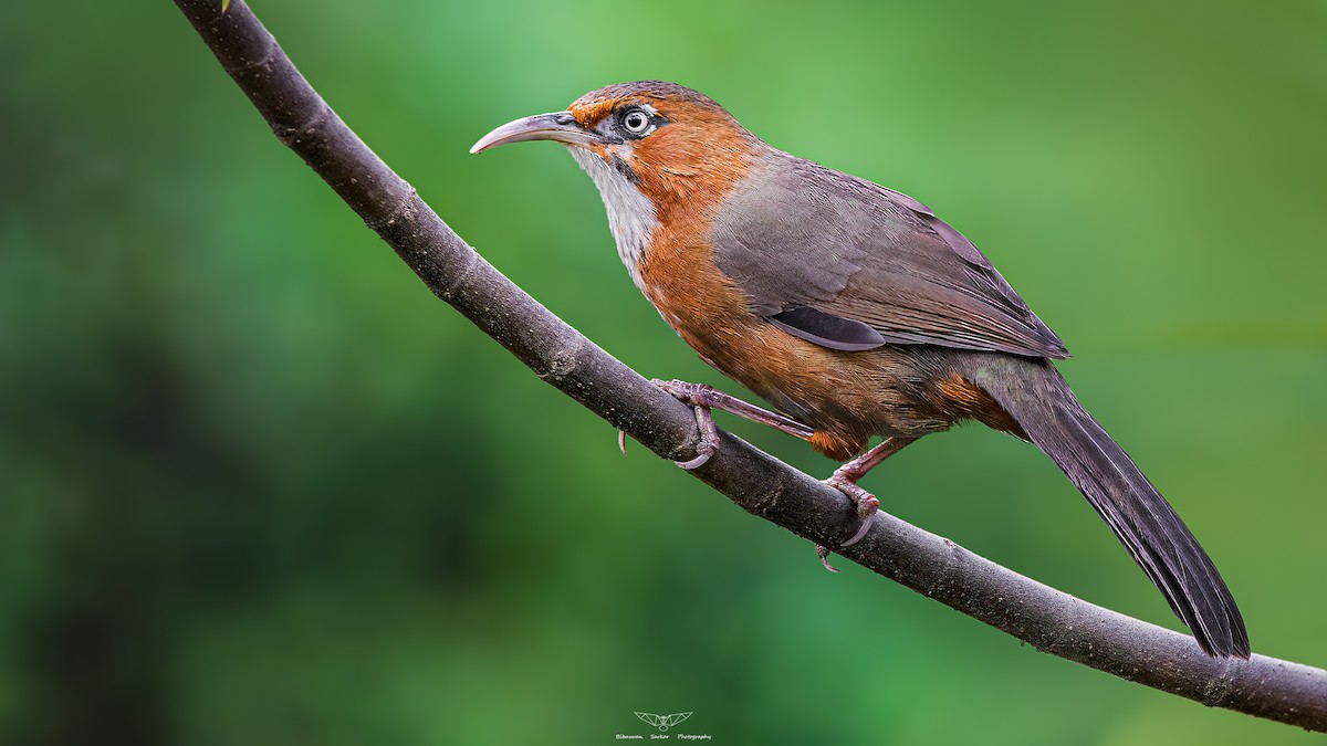 Rusty-cheeked Scimitar-Babbler - ML523798111