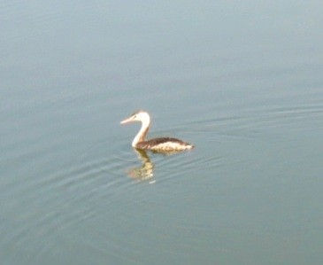 Great Crested Grebe - ML523798201