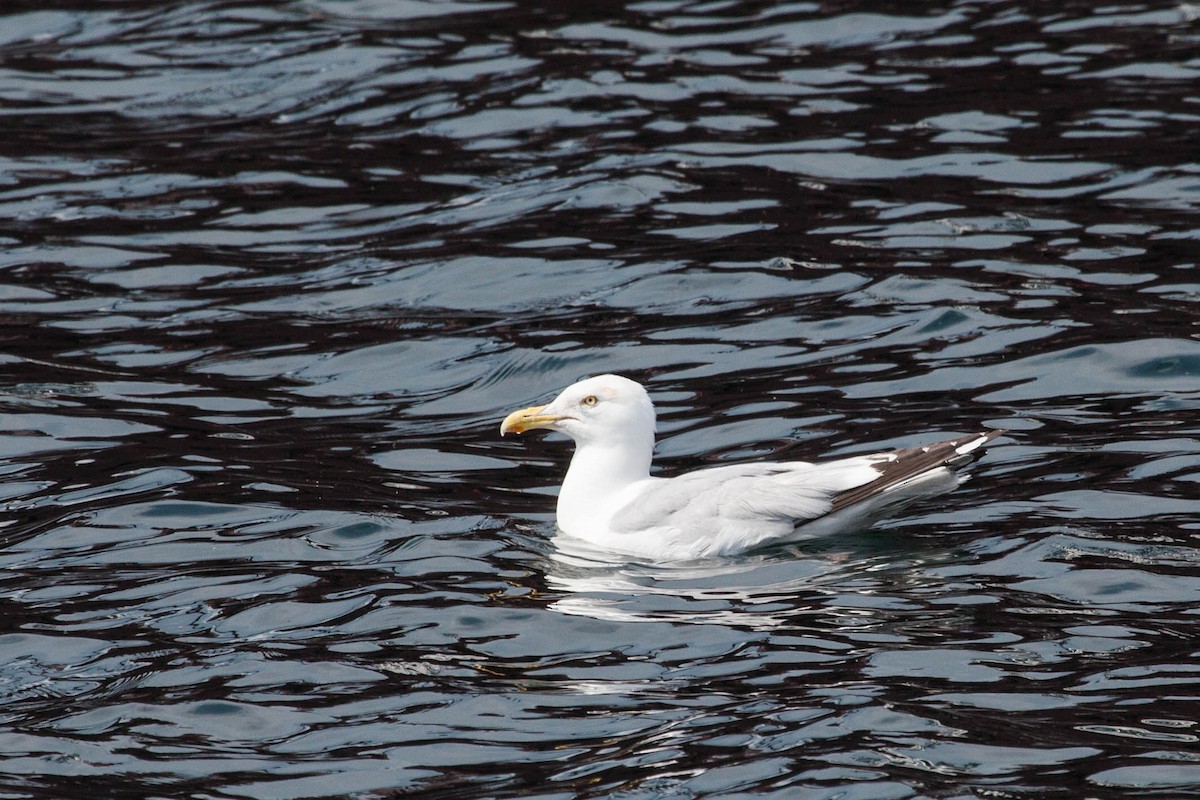 Herring Gull - ML523798721