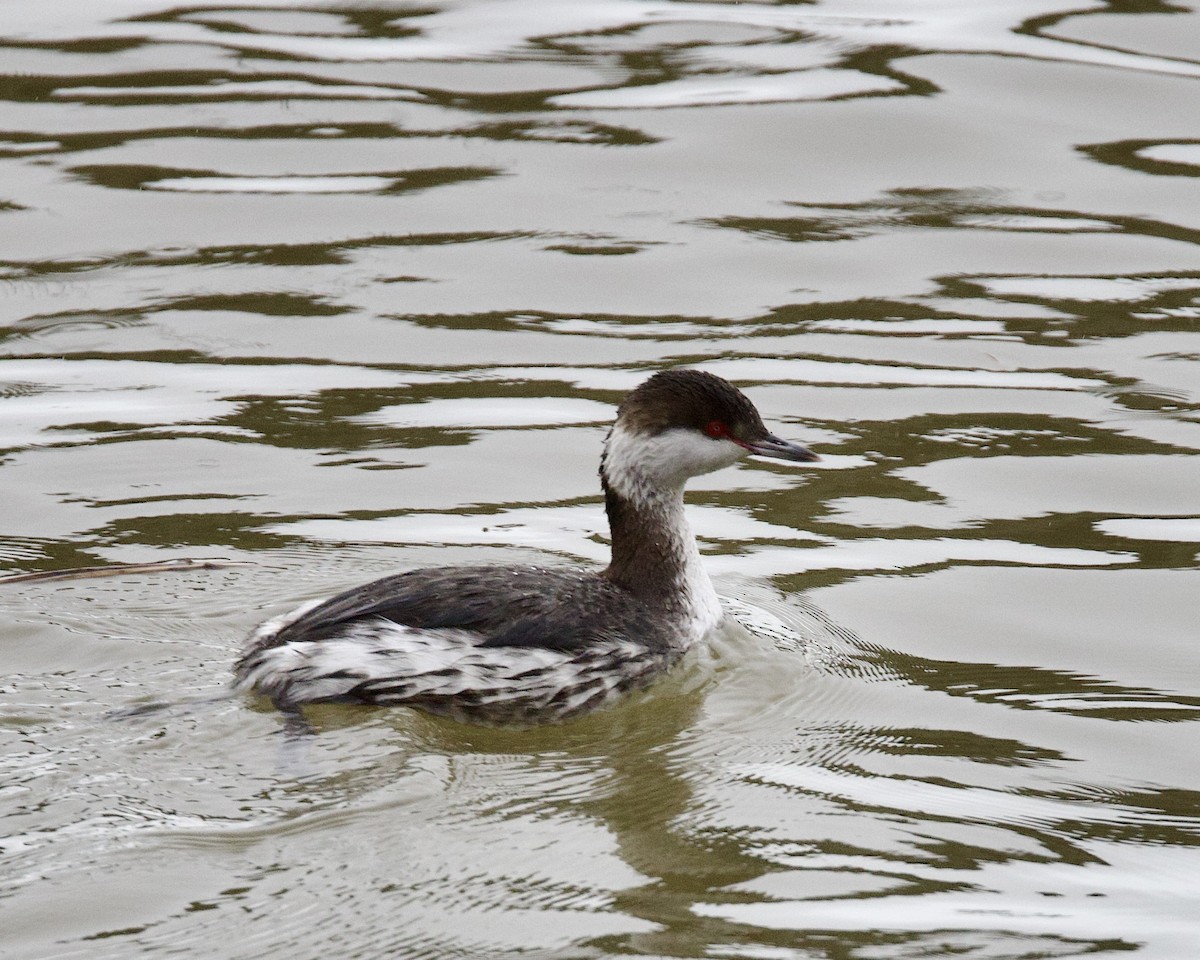 Horned Grebe - ML523799351