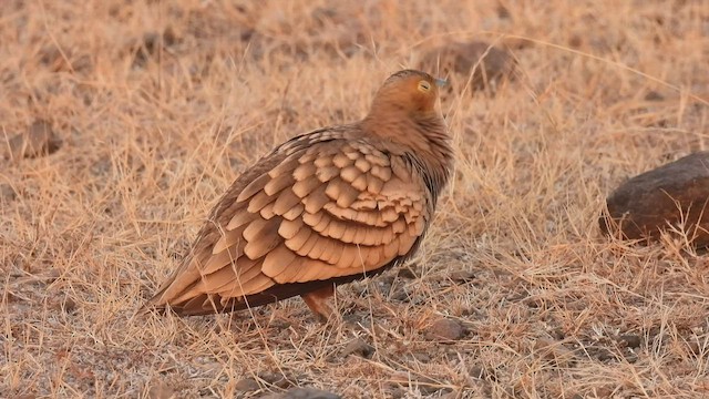 Chestnut-bellied Sandgrouse - ML523799751