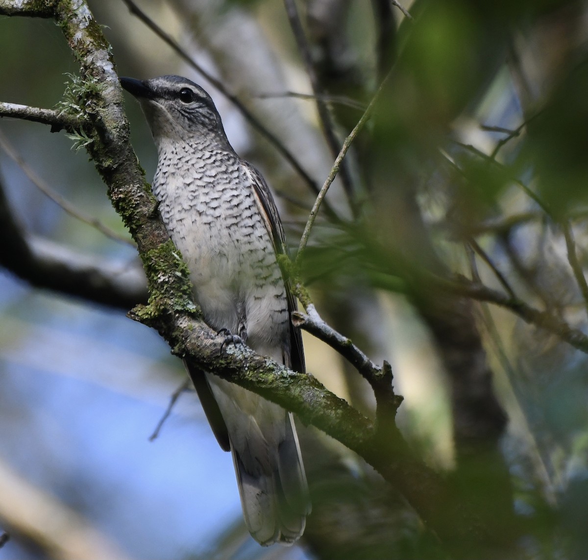 Common Cicadabird - ML523800521