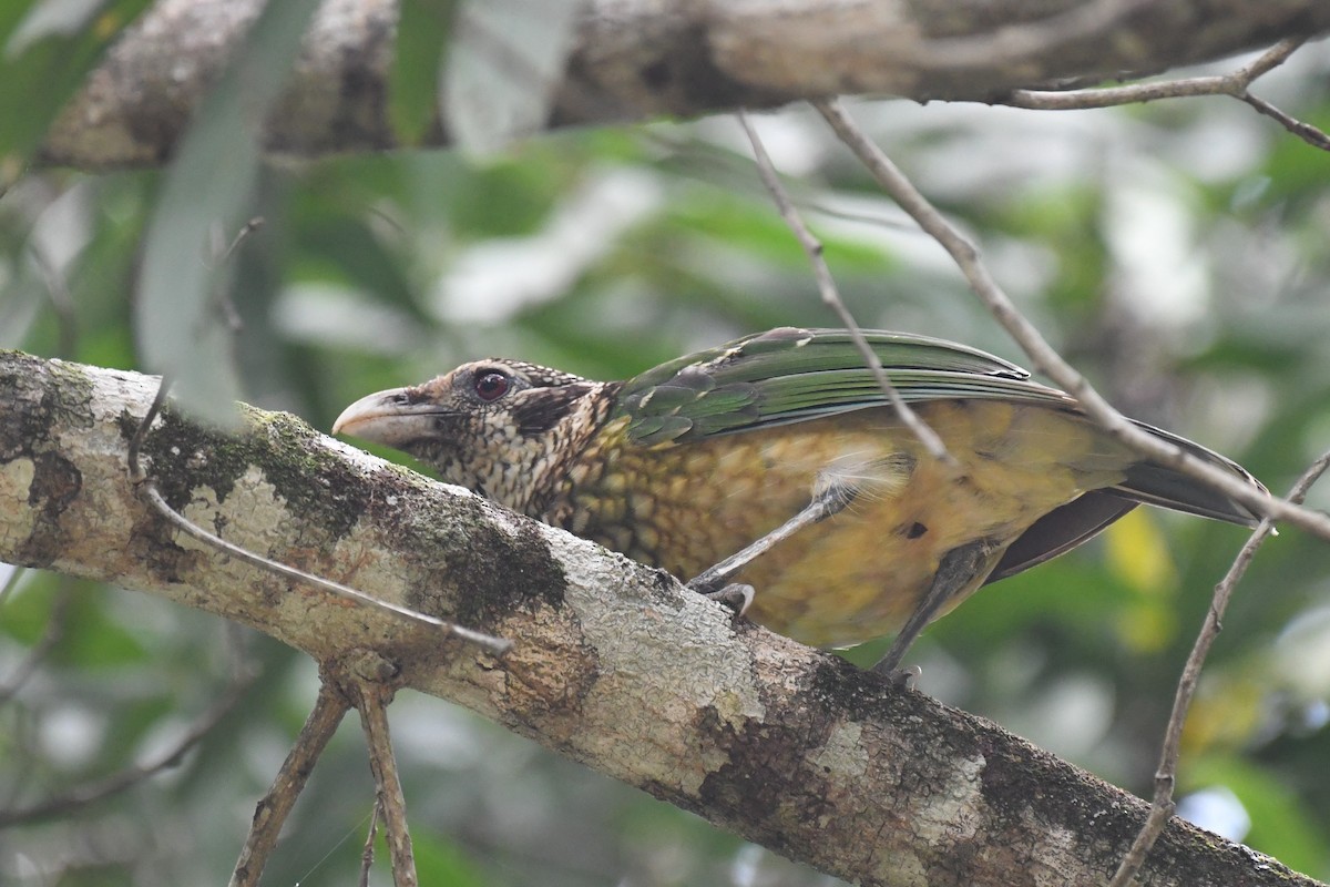 Black-eared Catbird - ML523800621