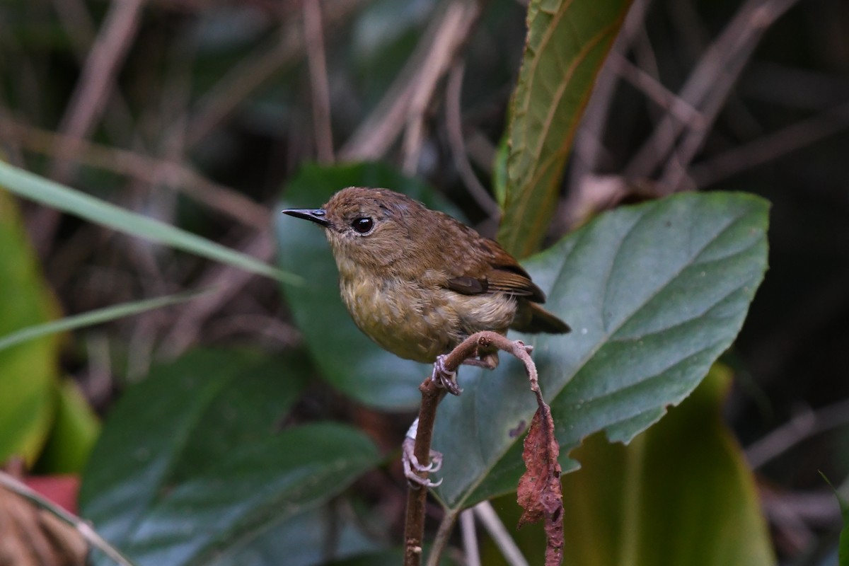 Atherton Scrubwren - ML523801021