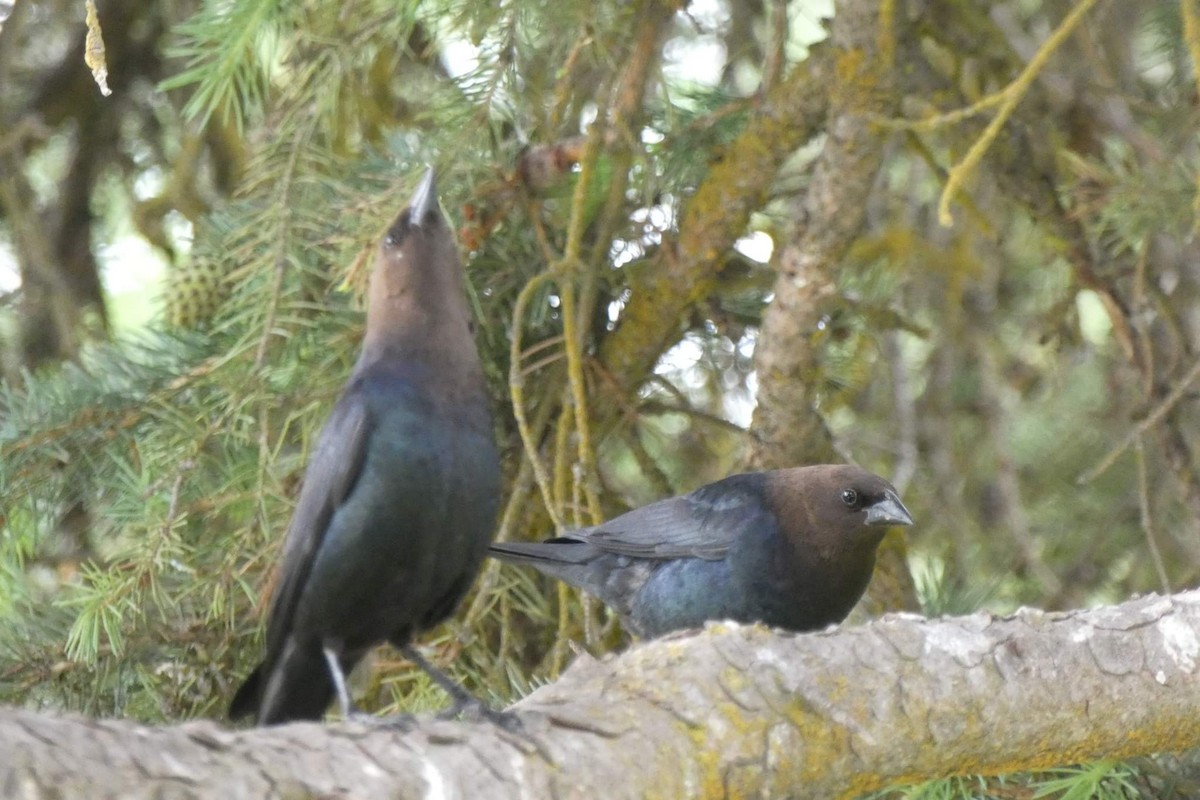 Brown-headed Cowbird - ML523801301