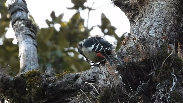 bird sp. - ML523801581