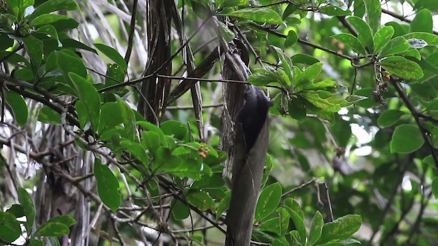 Gray-mantled Wren - ML523802