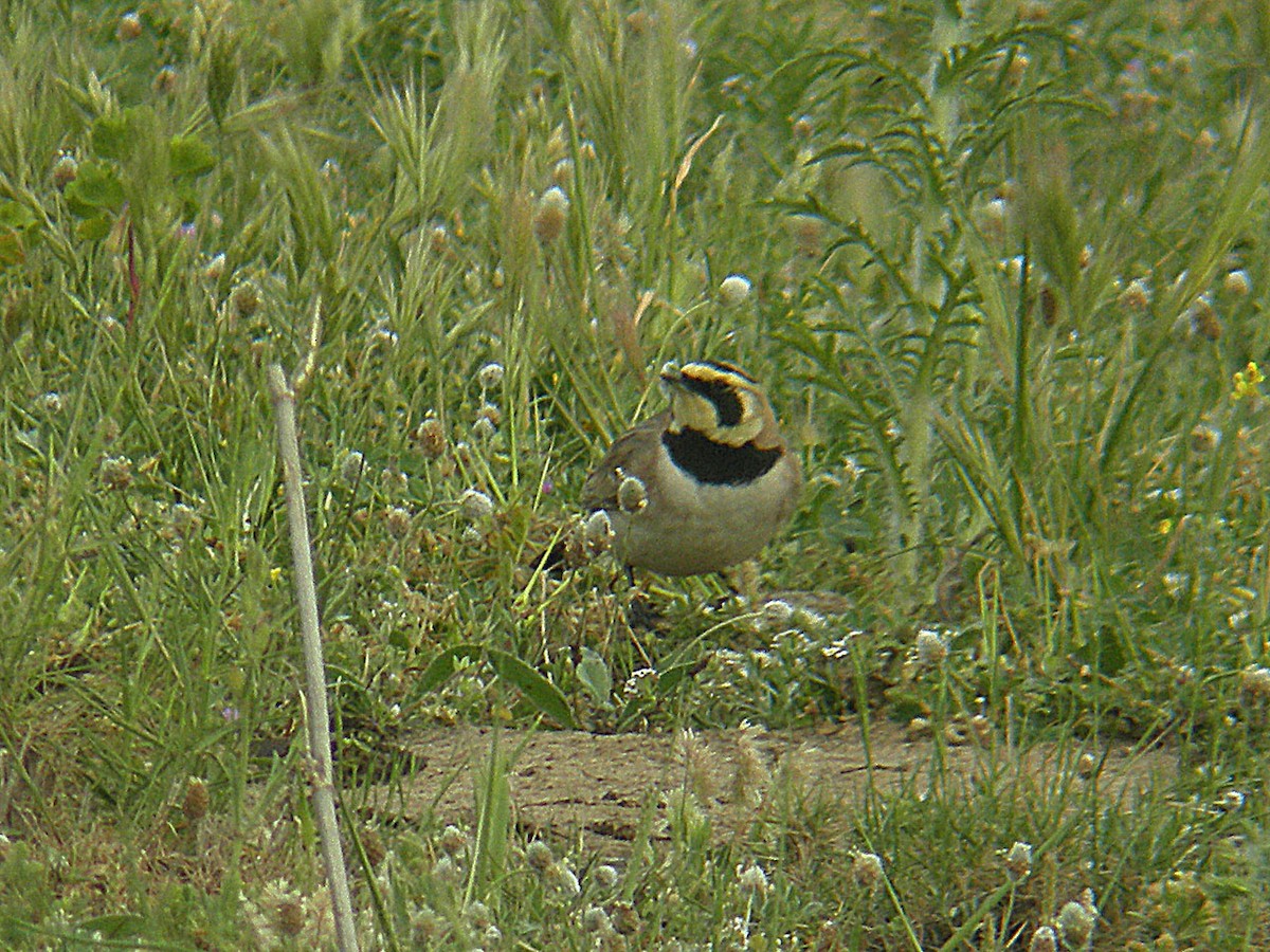 Horned Lark - ML523802351