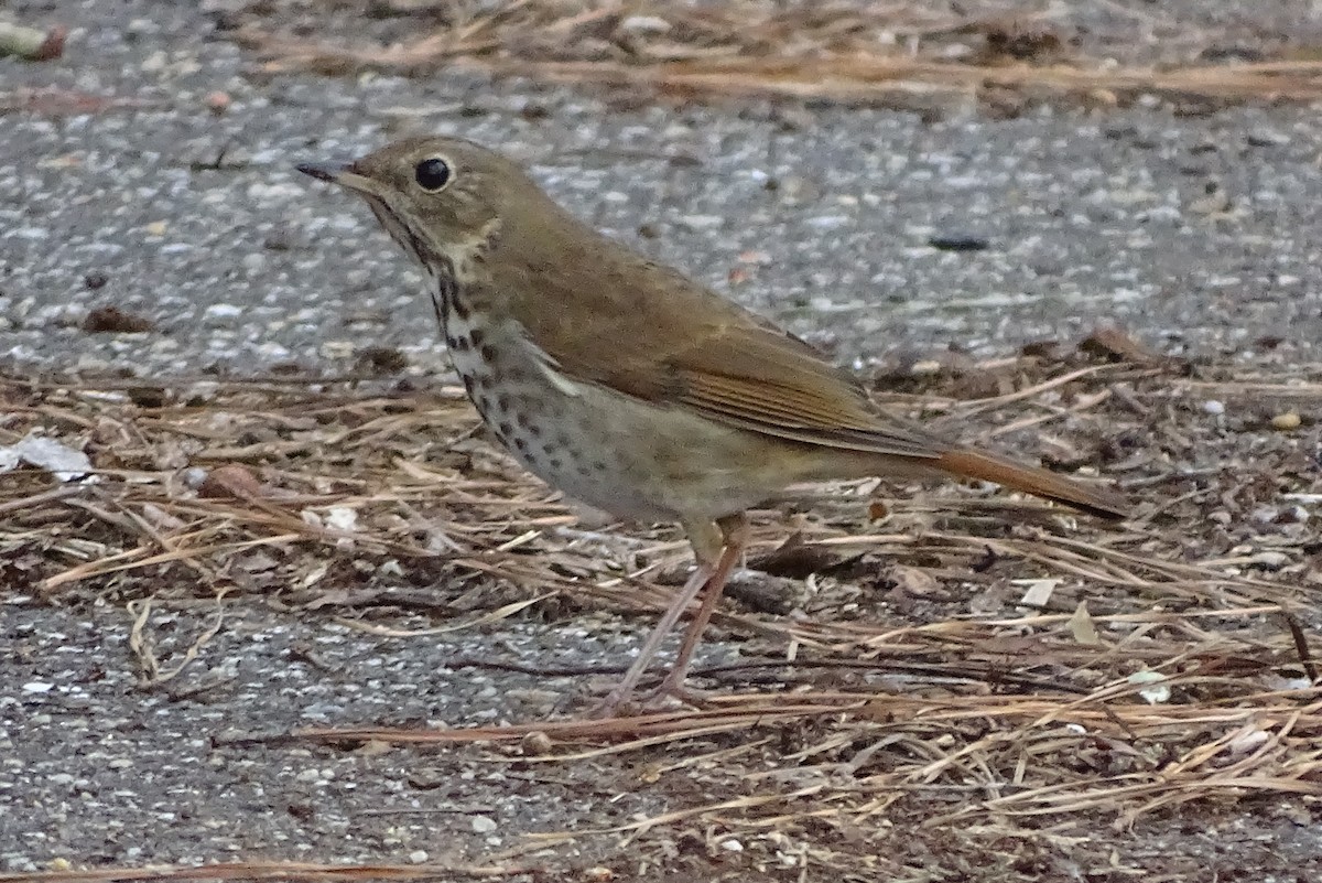 Hermit Thrush - Don Bemont