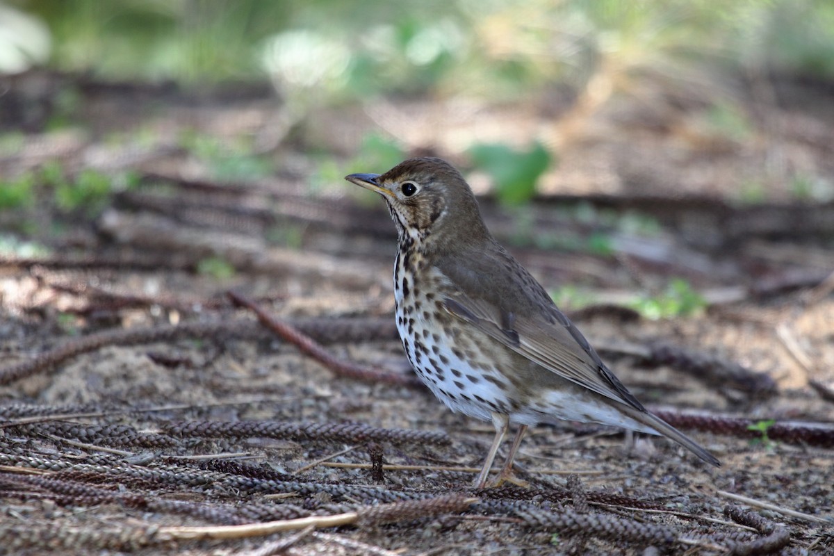 Song Thrush - ML523803981