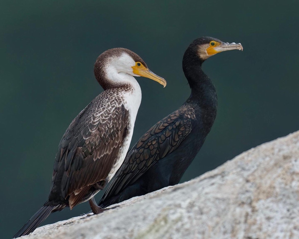 Japanese Cormorant - Robert Hackel