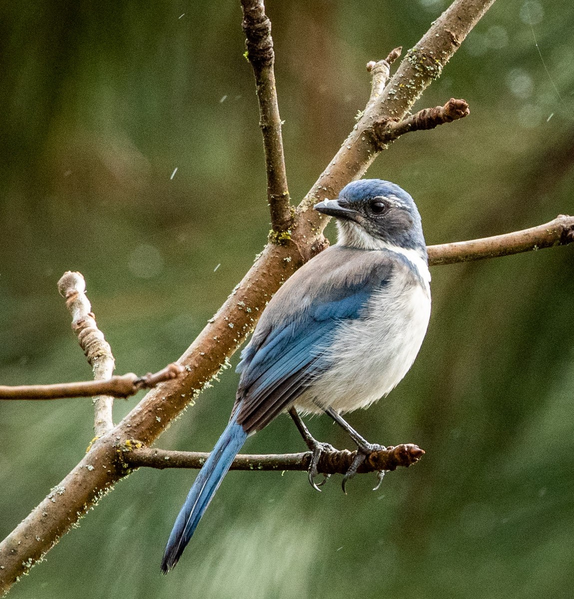 California Scrub-Jay - ML523805131