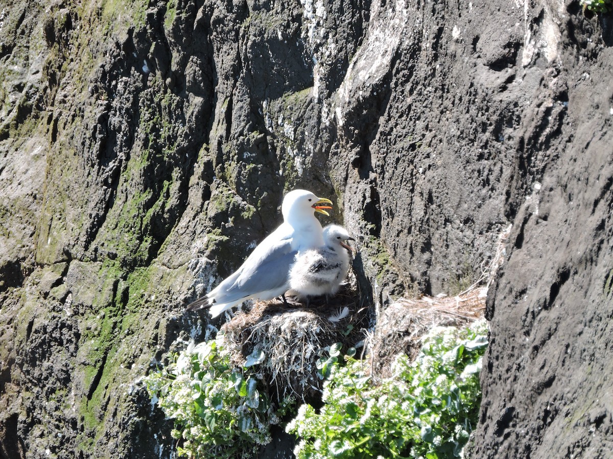 Black-legged Kittiwake - ML523805761