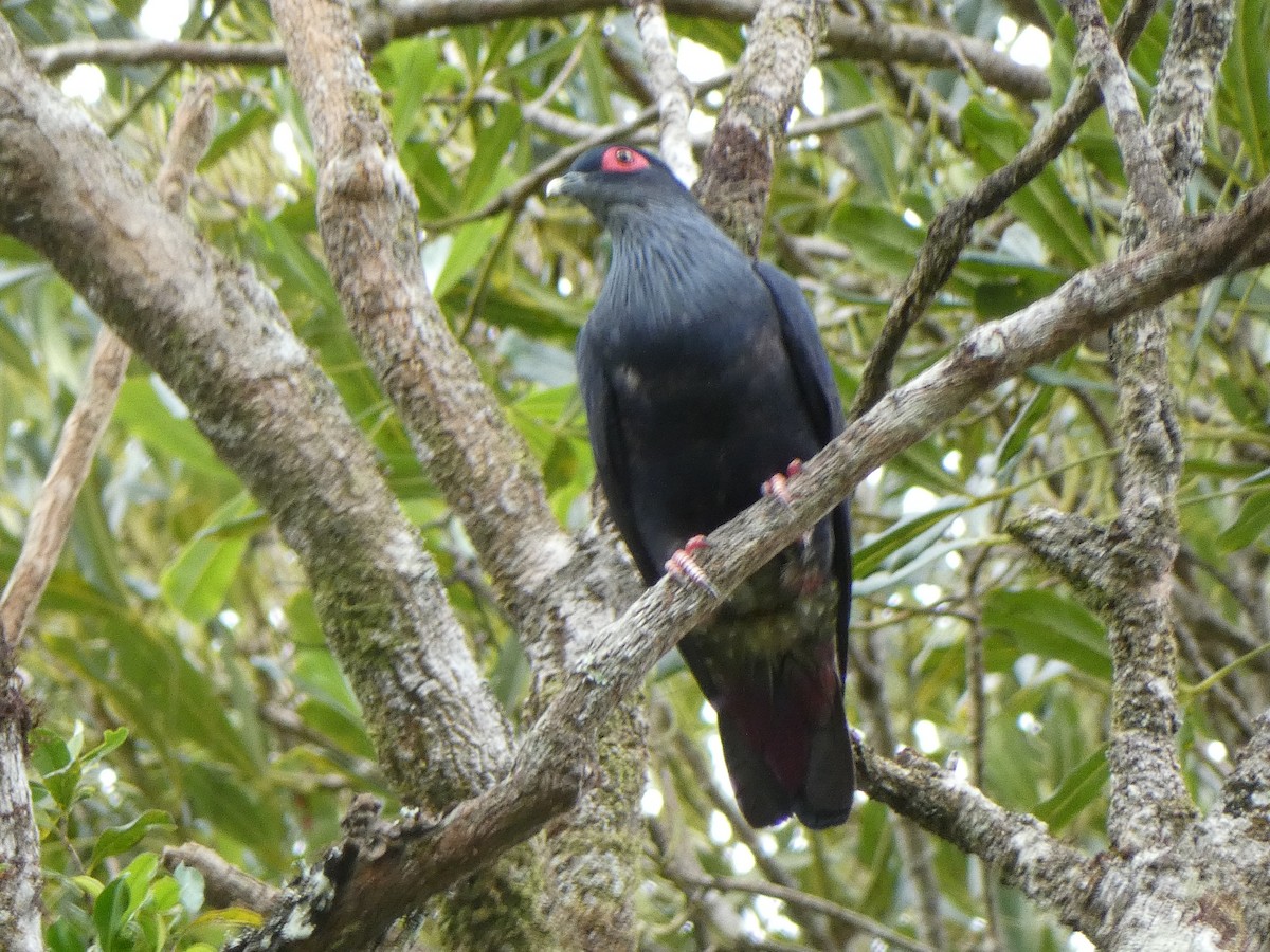 Madagascar Blue-Pigeon - ML523806281