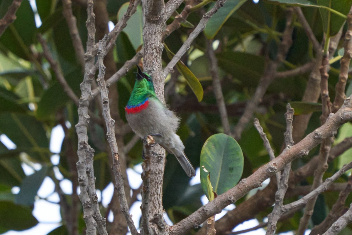 Southern Double-collared Sunbird - ML523806621