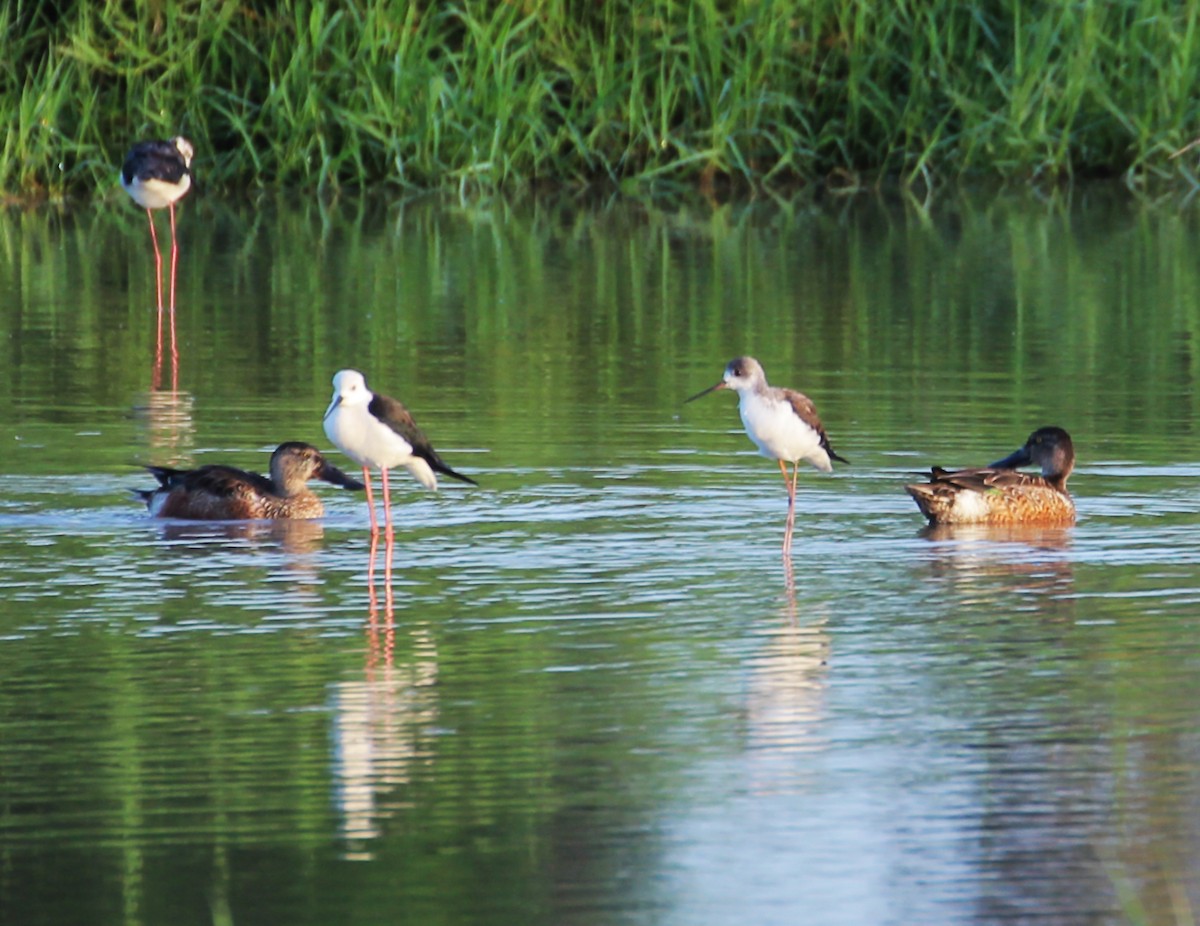 Northern Shoveler - ML523807321