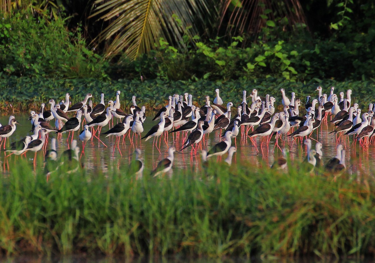 Black-winged Stilt - ML523807341