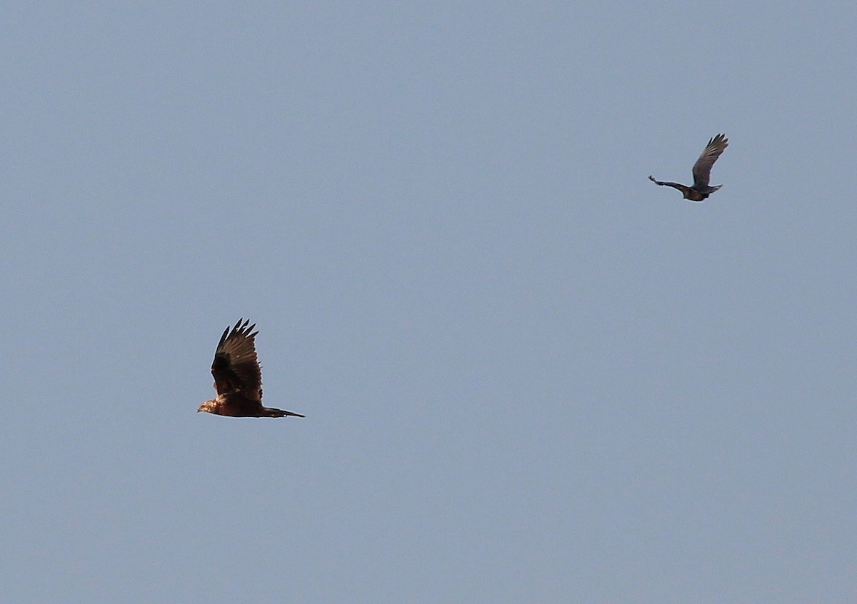 Eastern Marsh Harrier - ML523807391