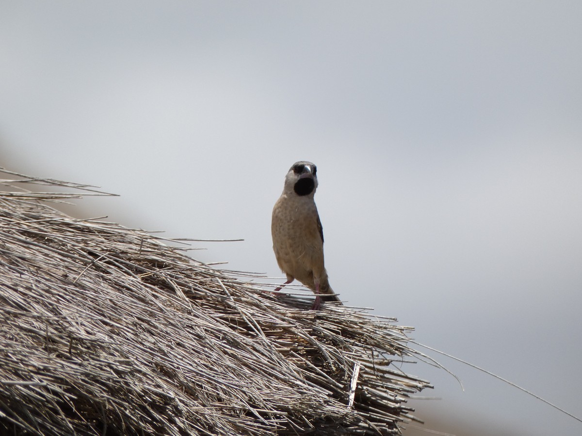 Madagascar Munia - Ulises Garzas Martinez