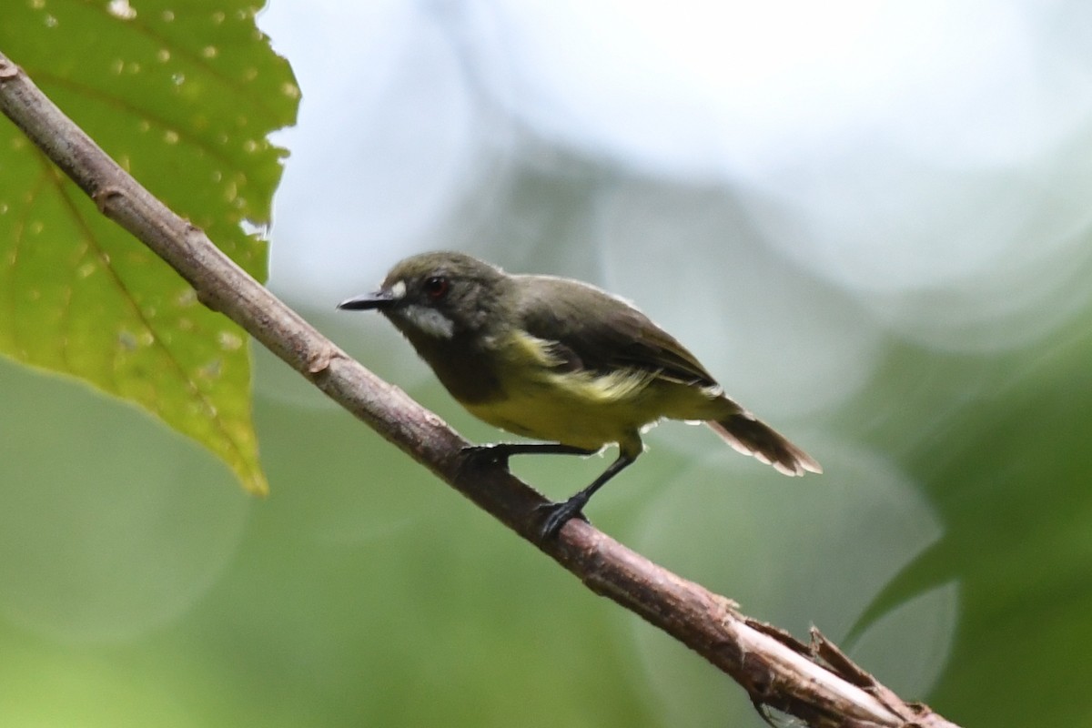 Fairy Gerygone (Black-throated) - ML523809151