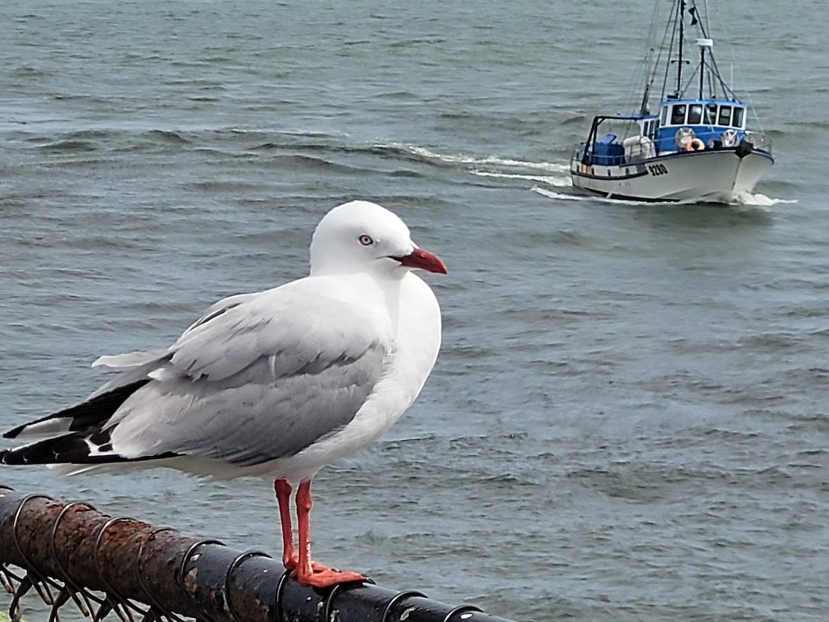 Silver Gull (Red-billed) - ML523810341