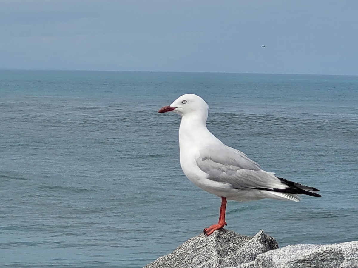 Silver Gull (Red-billed) - ML523810491