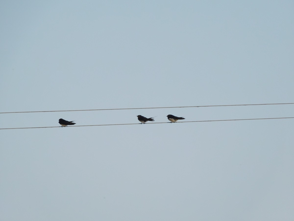 Barn Swallow - ML523810511