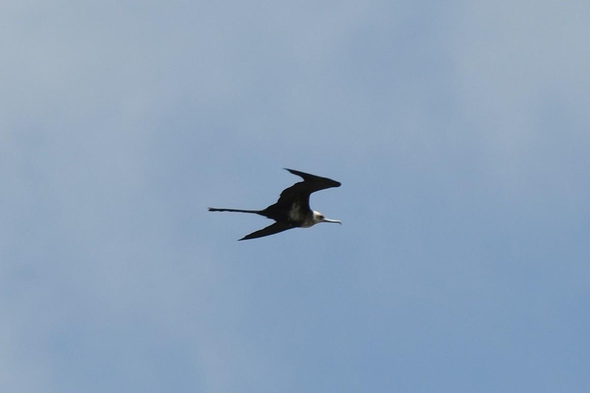 Lesser Frigatebird - ML523810661