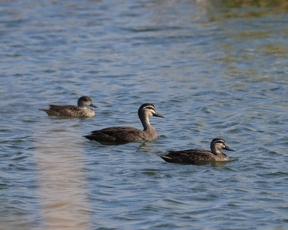 Pacific Black Duck - ML523810991