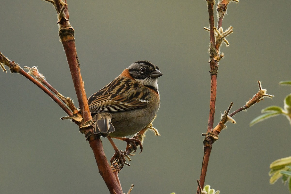 Rufous-collared Sparrow - ML523812291