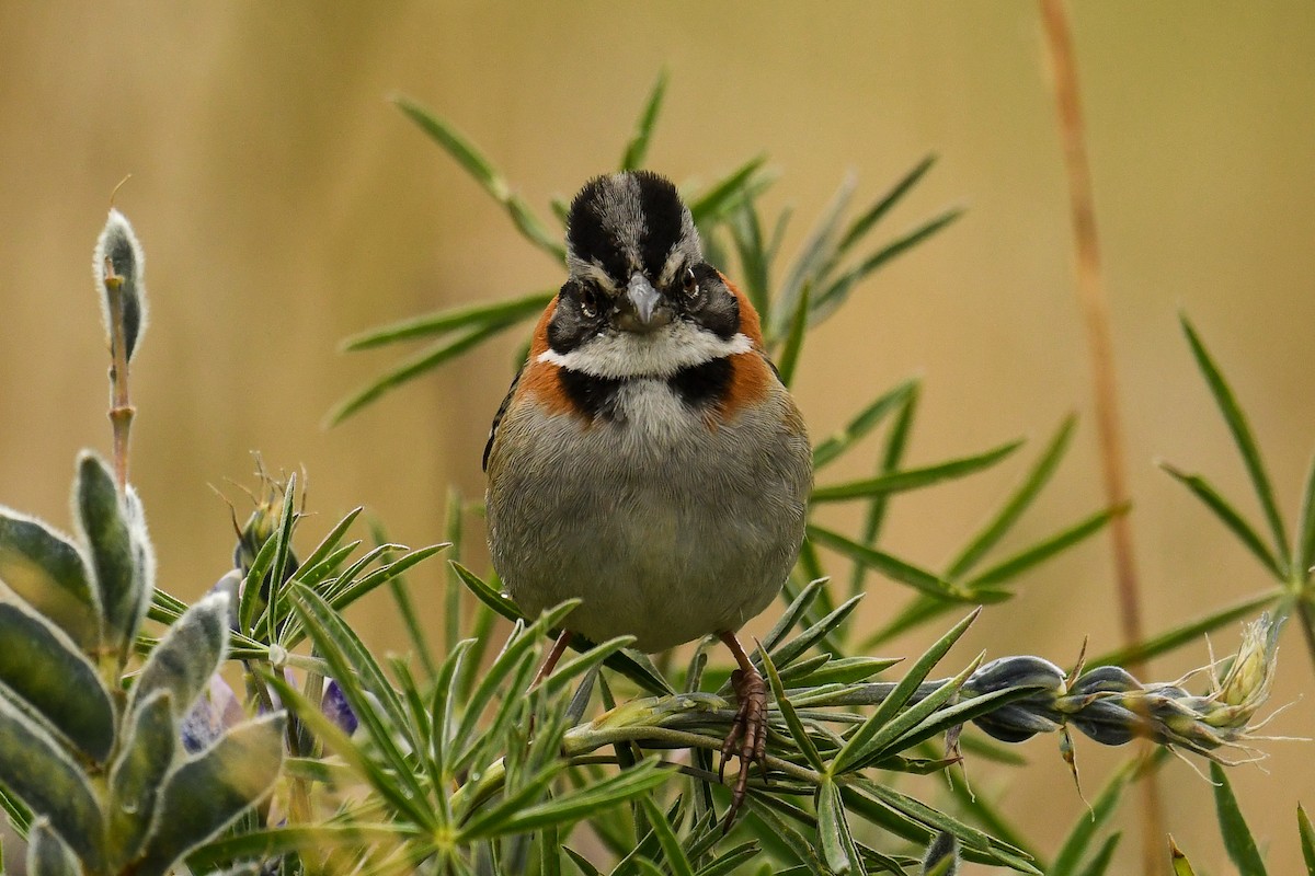 Rufous-collared Sparrow - ML523812301
