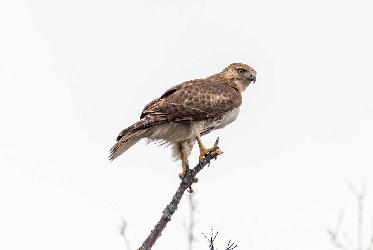 Red-tailed Hawk - Arun Christopher Manoharan