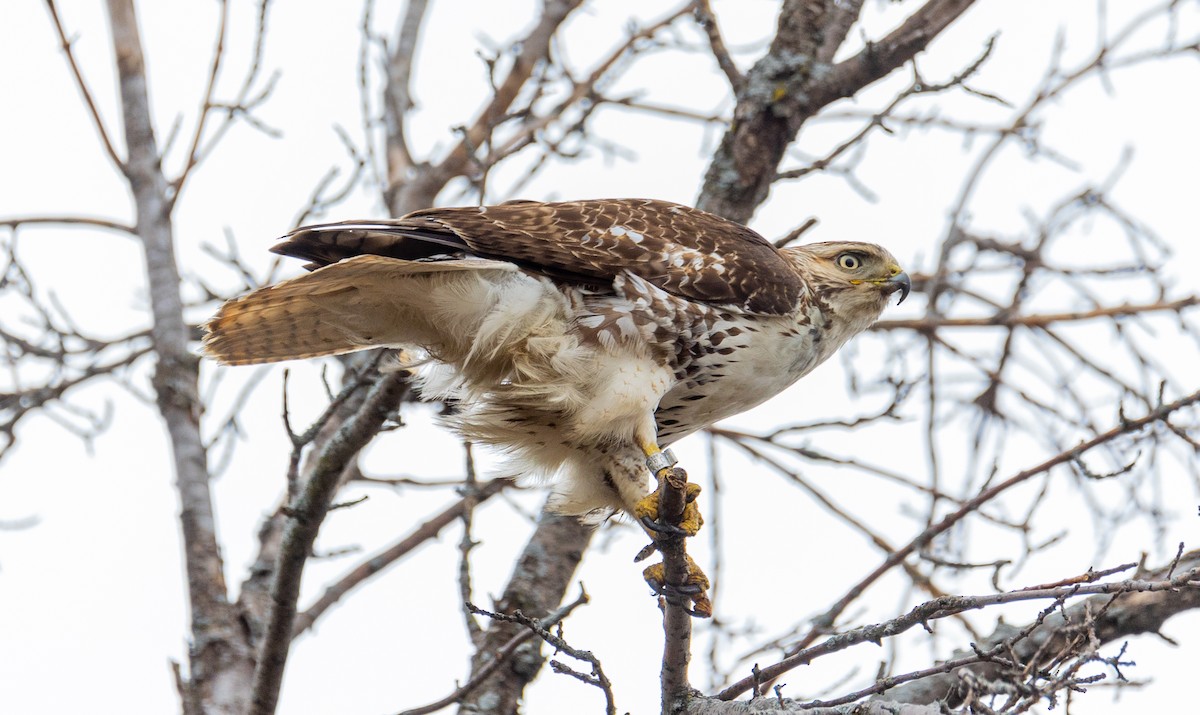 Red-tailed Hawk - Arun Christopher Manoharan