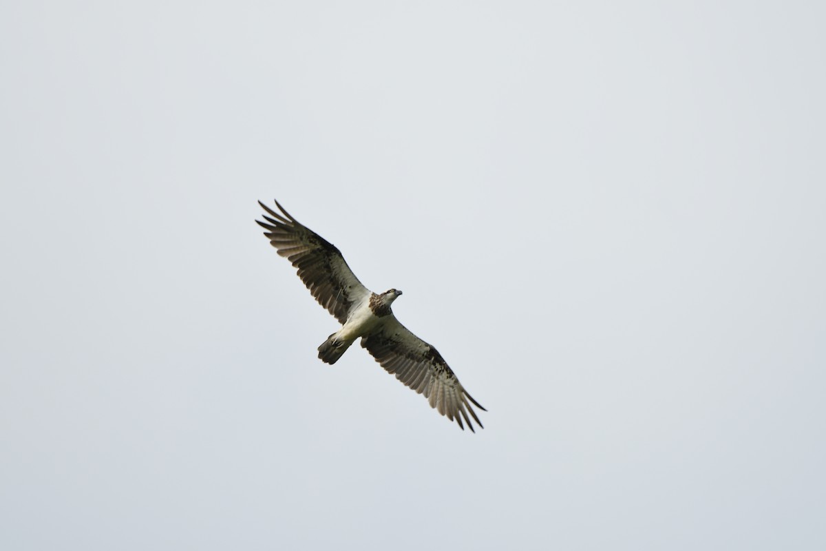 Osprey - ML523814611