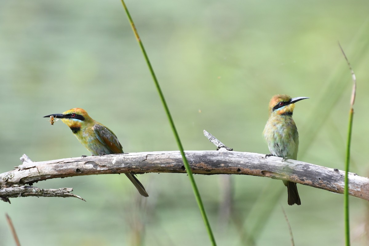 Rainbow Bee-eater - Morgan Witty