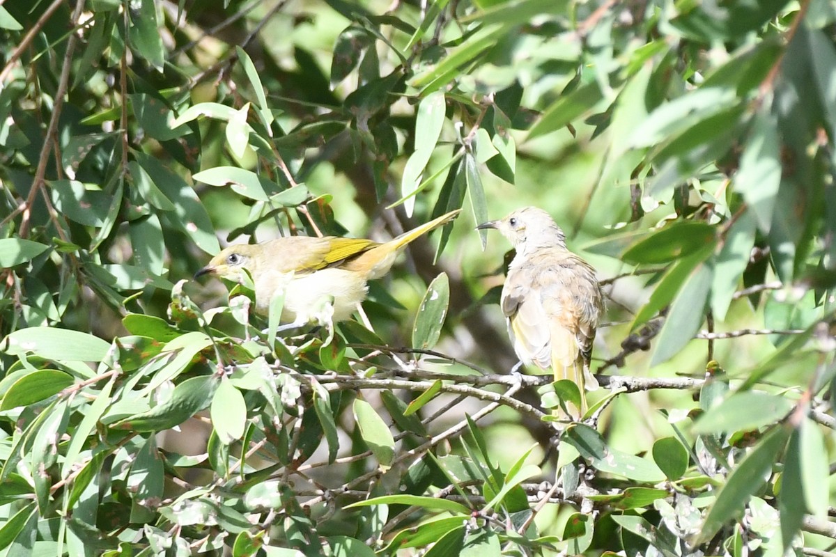 Brown Honeyeater - ML523815851