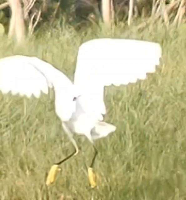 Snowy Egret - Lance Tanino