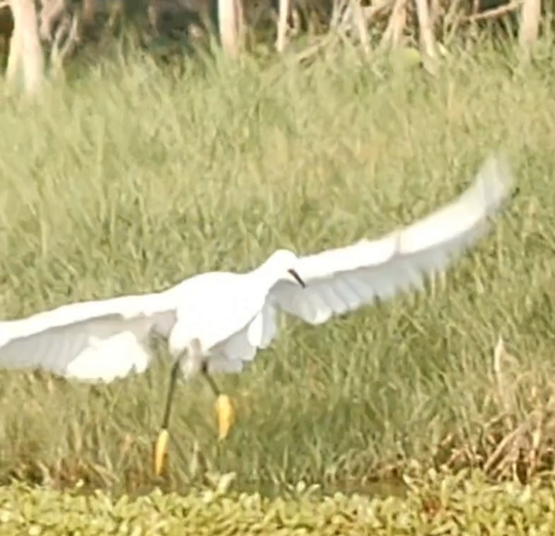 Snowy Egret - Lance Tanino