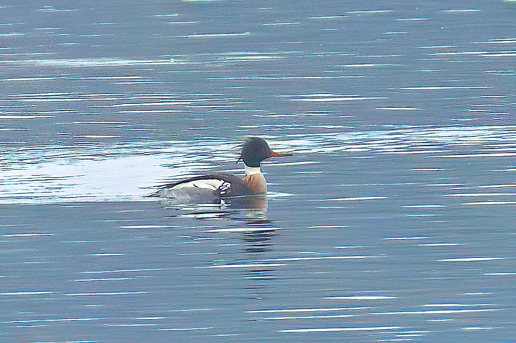 Red-breasted Merganser - Dave Kreft