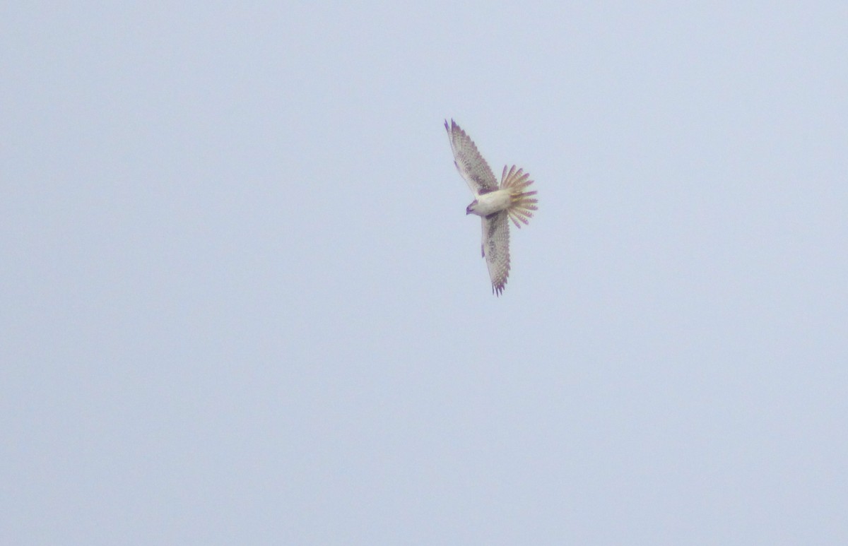 Prairie Falcon - ML52381931